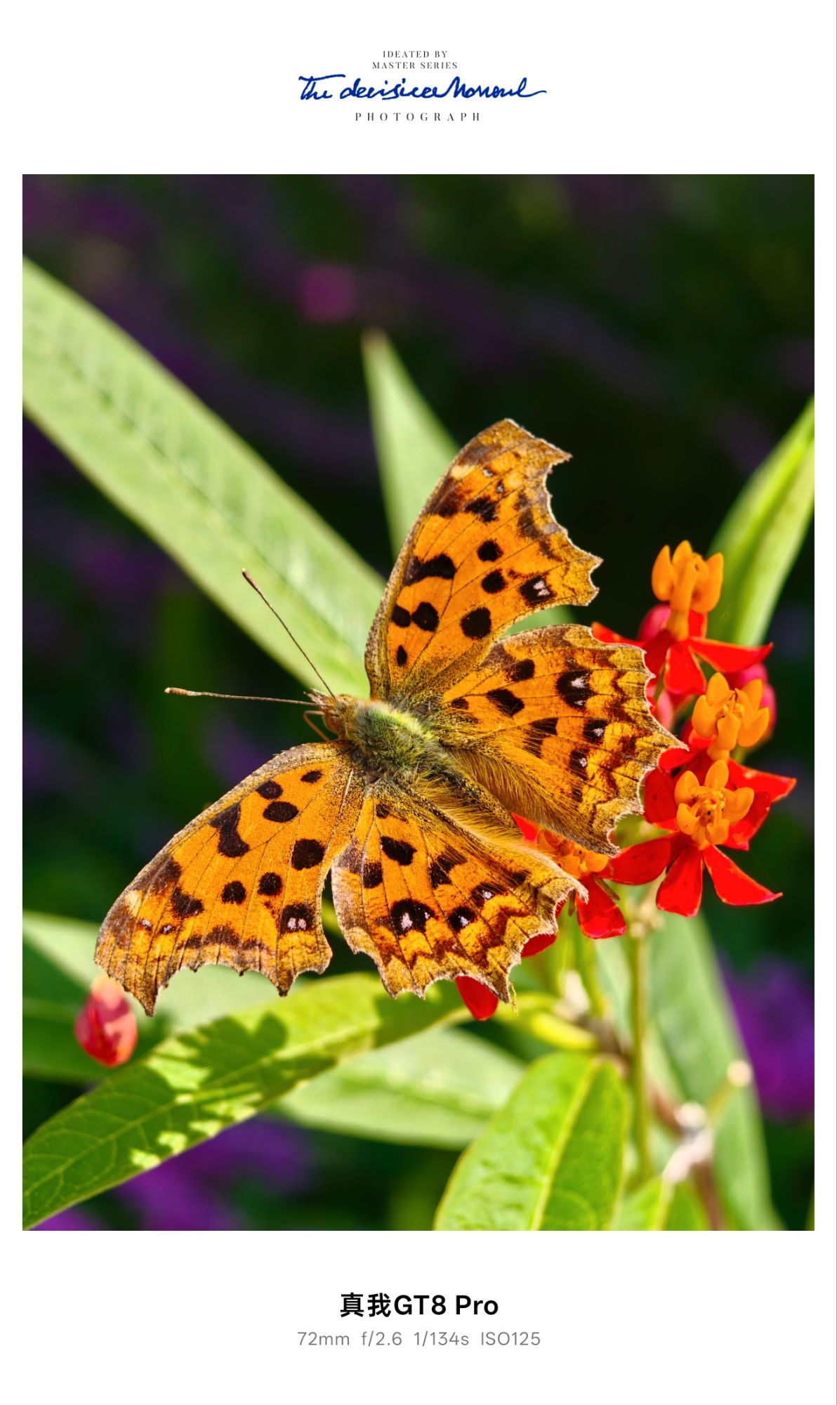 Realme GT8 Pro 25cm telephoto macro samples